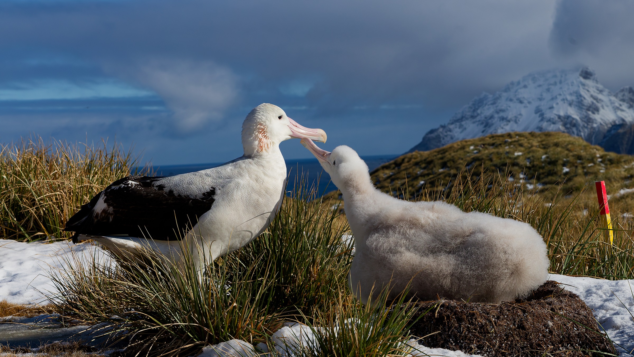 The High Seas Accounting That Leaves Seabirds Unprotected