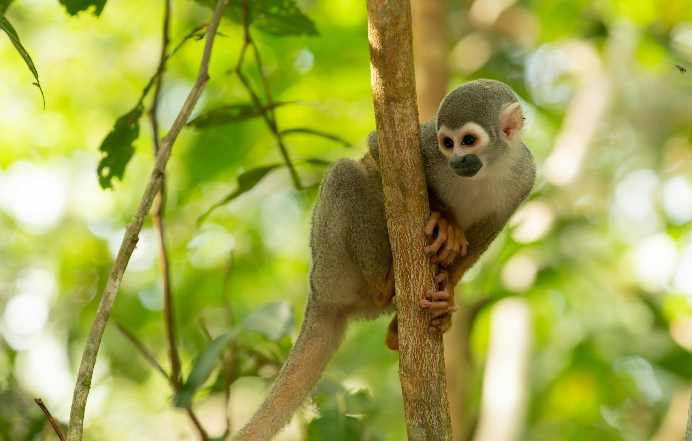 The Paper Boundary Trap in Global Conservation