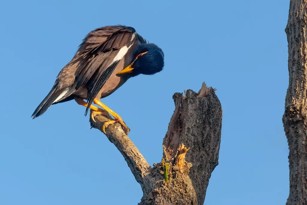 Myna (Common myna) bird on the tree, Thailand
