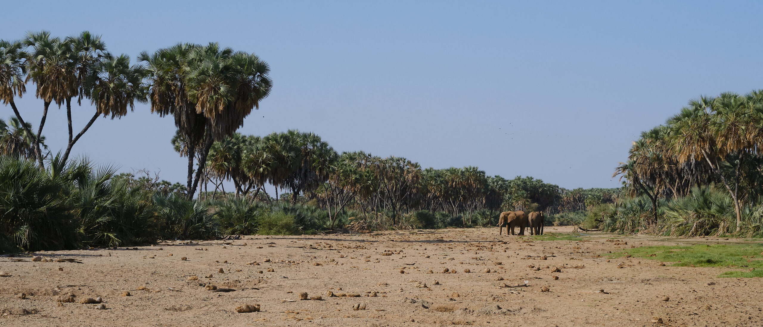 USAID Dismantling Poses Structural Challenge for Asia-Pacific Conservation