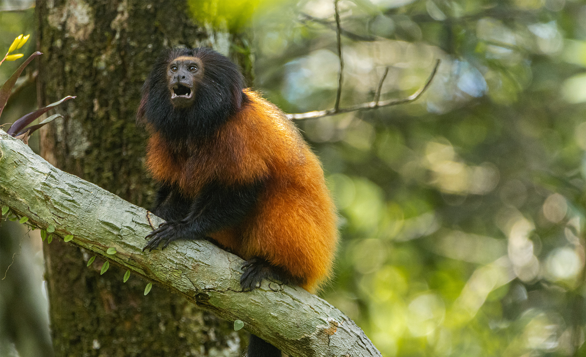 Vaccinating Brazil's Tamarins Underscores a Broader Regional Divide in Conservation