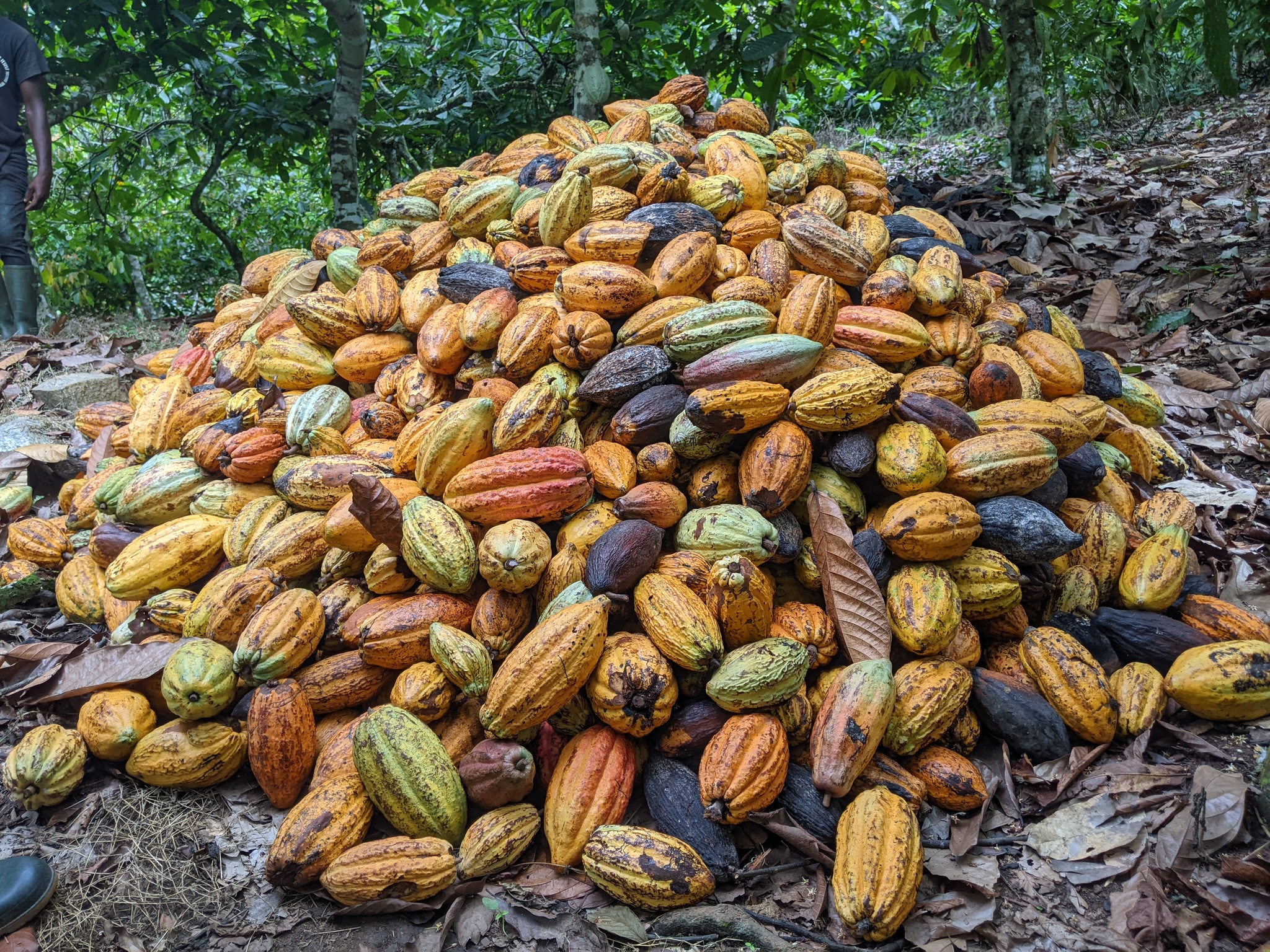 West African Harvest Drops Expose Fragile Ocean Bulk Corridors