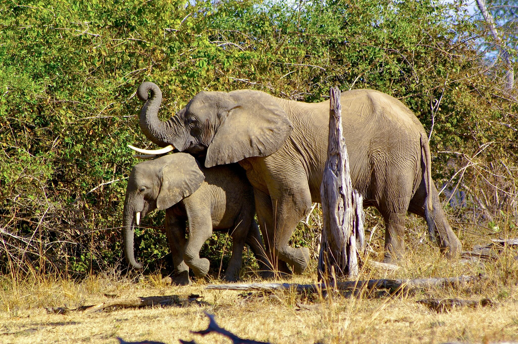 Why Intercepting 400 Tusks at Laem Chabang Exposes Southeast Asia’s Maritime Transit Dilemma