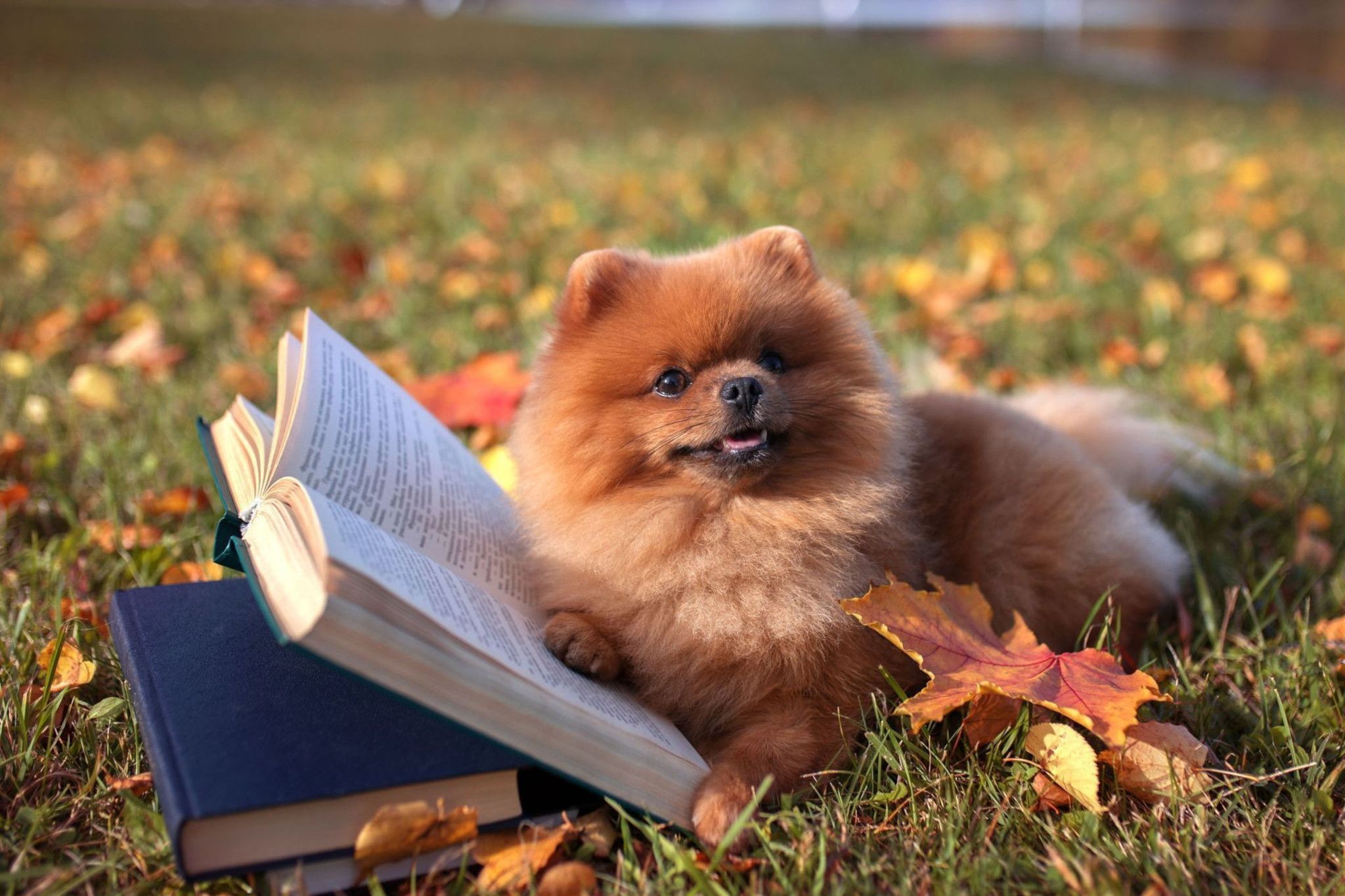 Vancouver's 'Canine Library' Event: A Test of Public Resource Allocation