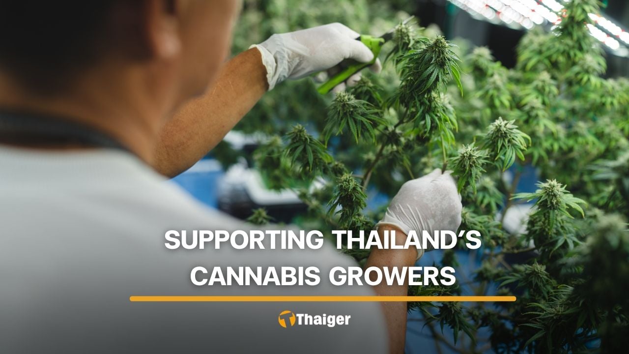 A New Atlas for Thailand’s Cannabis Cultivators