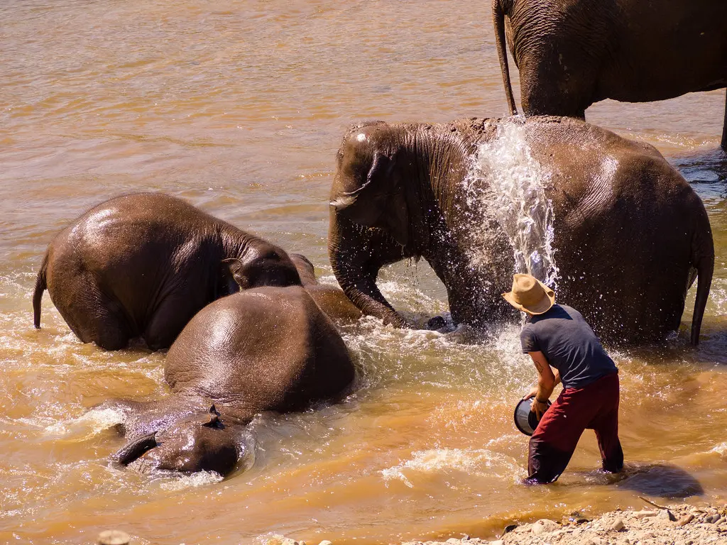 Bath Time for Ellies, Chiang Mai, Thailand