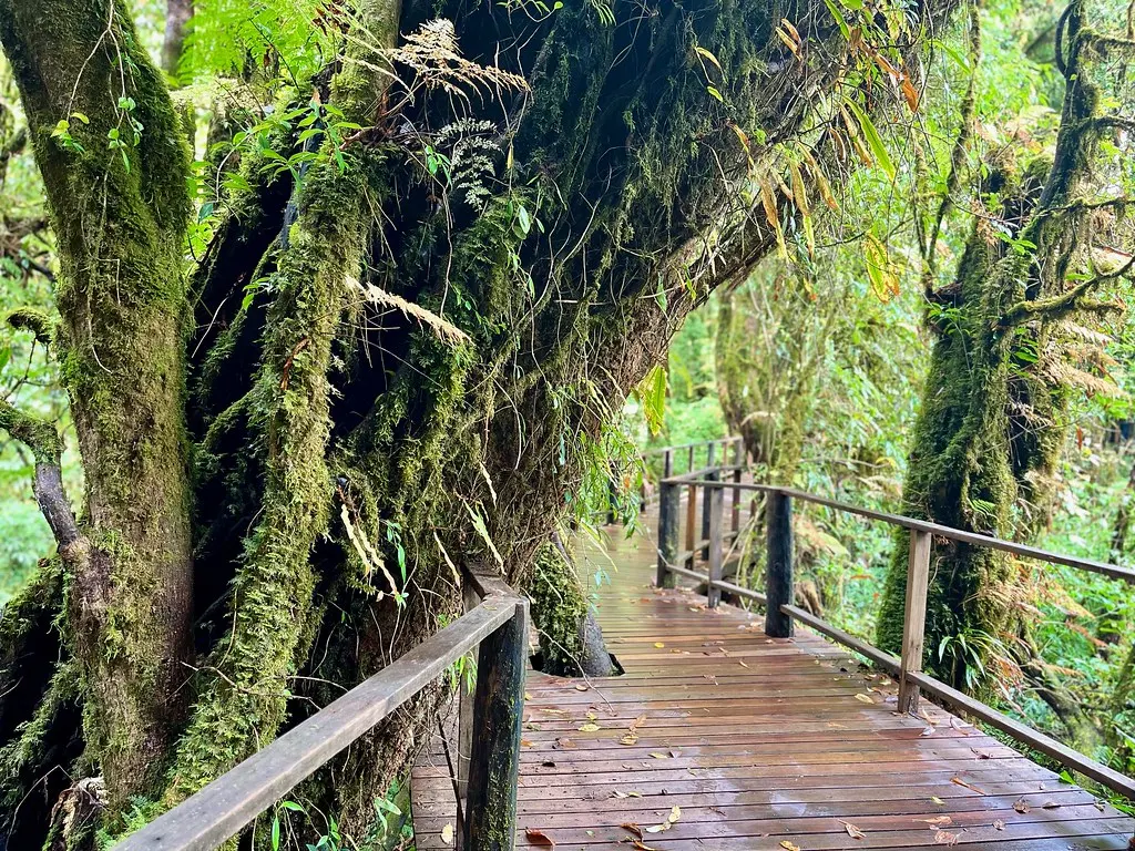 Ang Ka Nature Trail, Doi Inthanon, Chiang Mai, Thailand