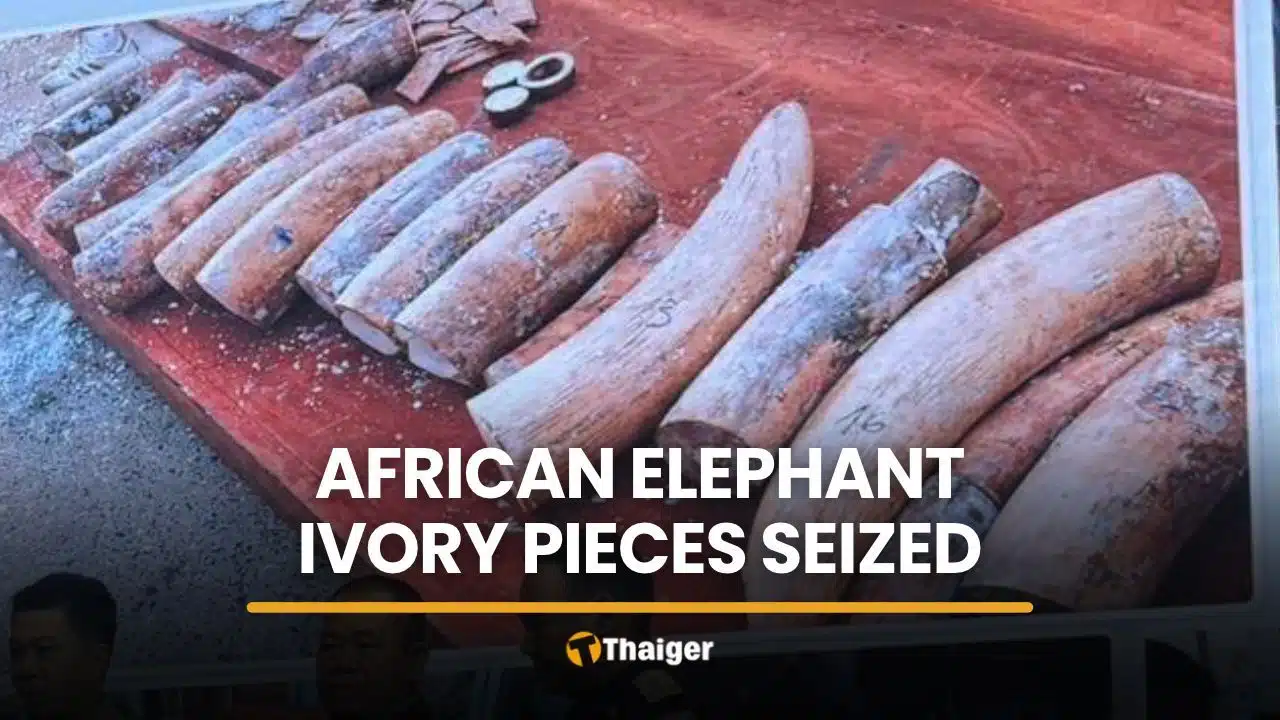 Ivory Seizure Points to Persistent Illicit Trade Pathways Through Thailand