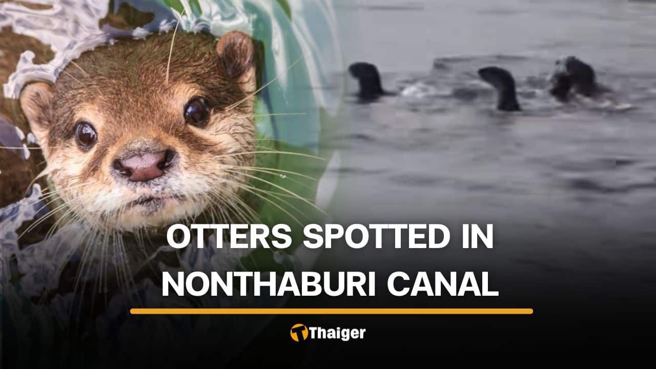 Otters Reappearing in Bangkok Canal Signal Waterway Changes