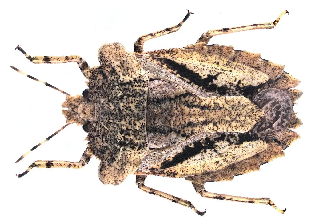 Amasenus corticalis Stål, 1864