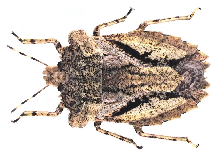 Amasenus corticalis Stål, 1864