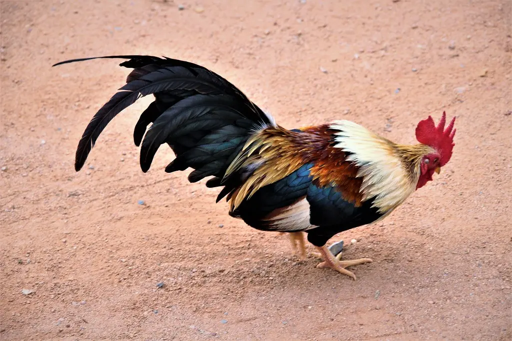 Asian Cock
