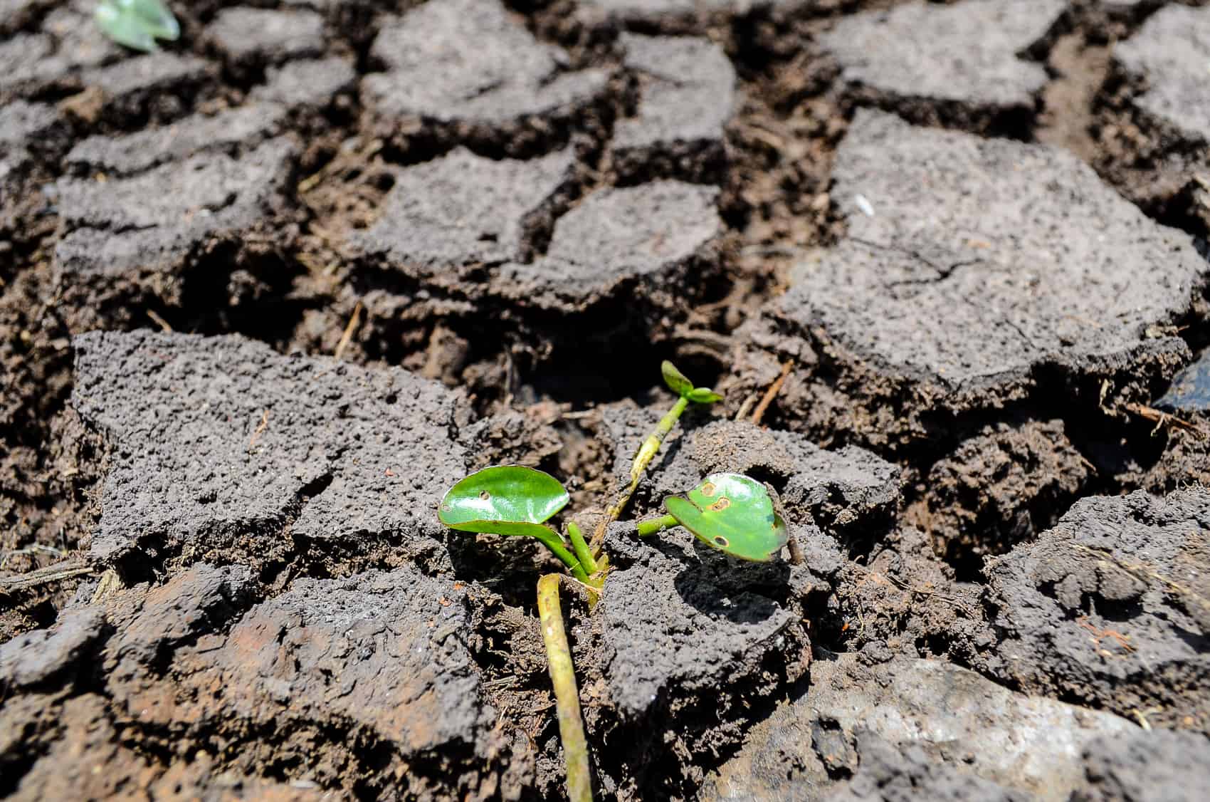El Niño's Dry Grip Remakes Guanacaste's Daily Rhythms